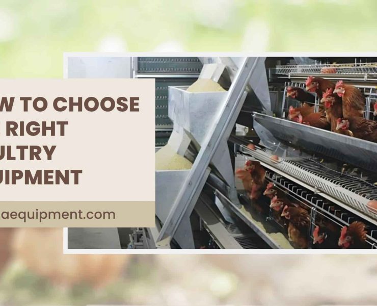 How to Choose the Right Poultry Equipment-min