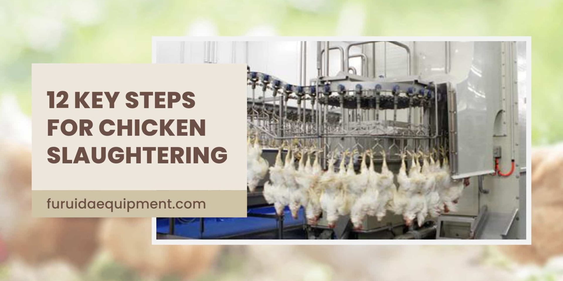Steps for Chicken Slaughtering