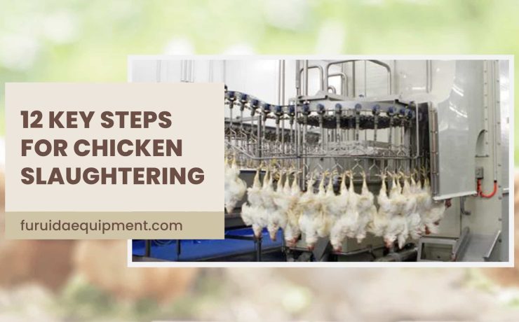 Steps for Chicken Slaughtering