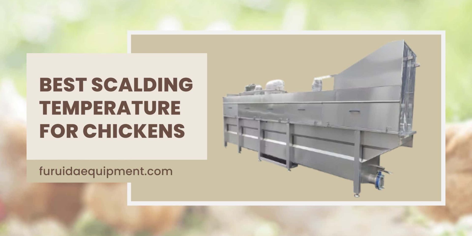 Best Scalding Temperature for Chickens