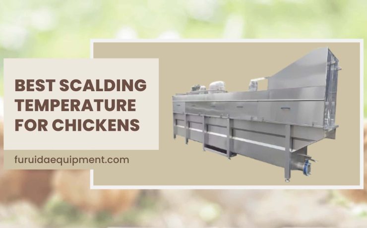 Best Scalding Temperature for Chickens